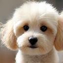 ココちゃんの写真