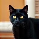 クロちゃんの写真