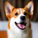 モモちゃんの写真